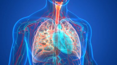 İnsan Solunum Sistemi Akciğerleri Anatomisi. Üç Boyut