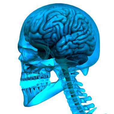 İnsan Merkezi Sinir Sistemi Beyin Anatomisi. 3d