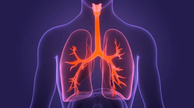 İnsan Solunum Sistemi Akciğerleri Anatomisi. Üç Boyut