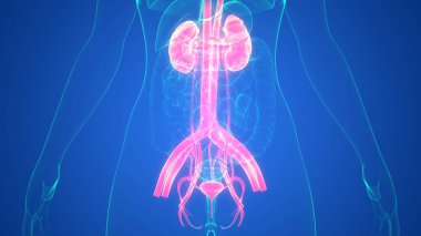 İdrar torbası anatomisi olan insan böbrekleri. Üç Boyut