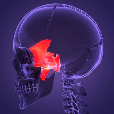 İnsan İskelet Sistemi Kafatası Kemik Sfenoid Kemik Parçaları Anatomisi. Üç Boyut