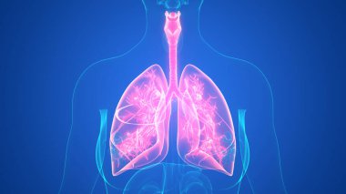 İnsan Solunum Sistemi Akciğerleri Anatomisi. Üç Boyut