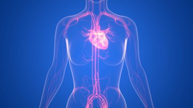 İnsan Dolaşım Sistemi Kalp Anatomisi. Üç Boyut