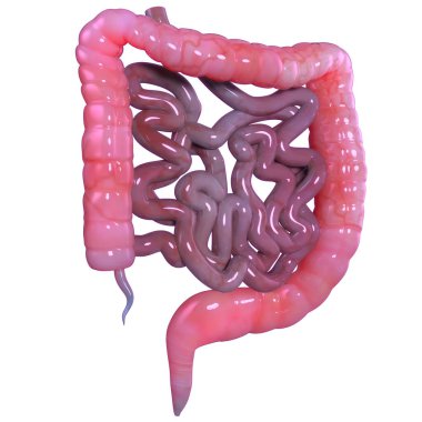 İnsan Sindirim Sistemi Anatomisi. Üç Boyut