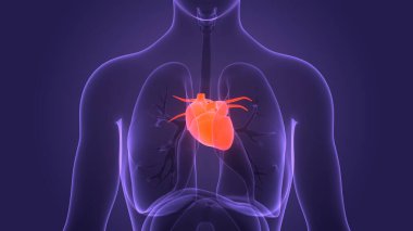 İnsan Dolaşım Sistemi Kalp Anatomisi. Üç Boyut