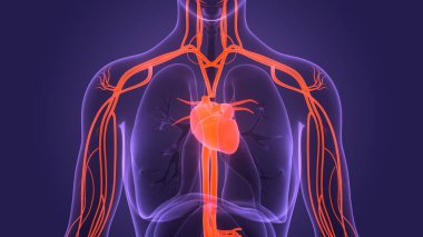 İnsan Dolaşım Sistemi Kalp Anatomisi. Üç Boyut