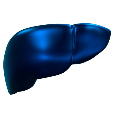 İnsan İç Sindirim Organı Anatomisi. Üç Boyut