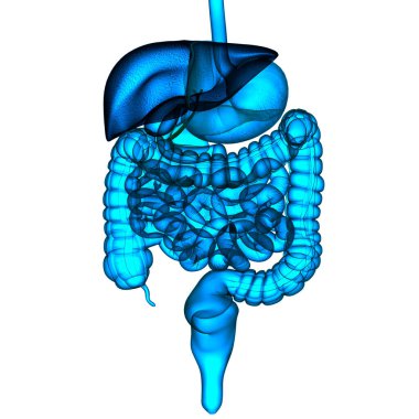 İnsan Sindirim Sistemi Anatomisi. Üç Boyut