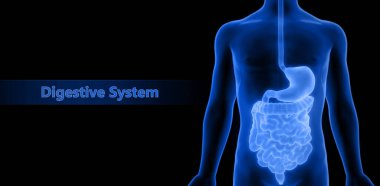 İnsan Sindirim Sistemi Anatomisi. Üç Boyut