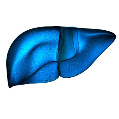 İnsan İç Sindirim Organı Anatomisi. Üç Boyut