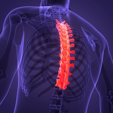 İnsan İskelet Sistemi Anatomisi 'nin Omurilik Kolonu Thorasic Omurgası. Üç Boyut