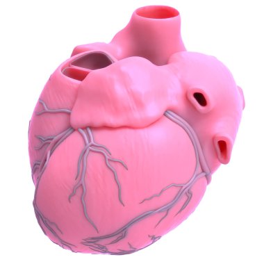 İnsan Dolaşım Sistemi Kalp Anatomisi. Üç Boyut