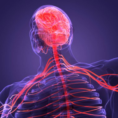 İnsan Sinir Sistemi Beyin Anatomisi Merkezi Organı. Üç Boyut