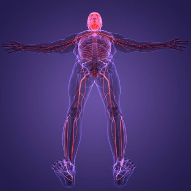 İnsan Sinir Sistemi Beyin Anatomisi Merkezi Organı. Üç Boyut