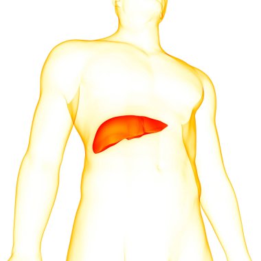 İnsan İç Sindirim Organı Anatomisi. Üç Boyut