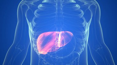 İnsan İç Sindirim Organı Anatomisi. Üç Boyut