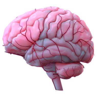 İnsan Merkezi Sinir Sistemi Beyin Anatomisi. 3d