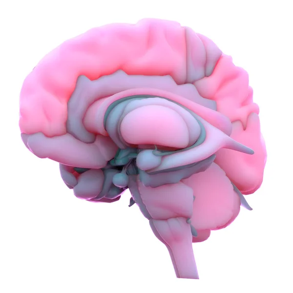 Anatomía Cerebral Del Sistema Nervioso Central Humano — Foto de Stock