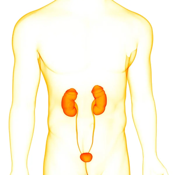 Système Urinaire Humain Reins Avec Anatomie Vessie — Photo