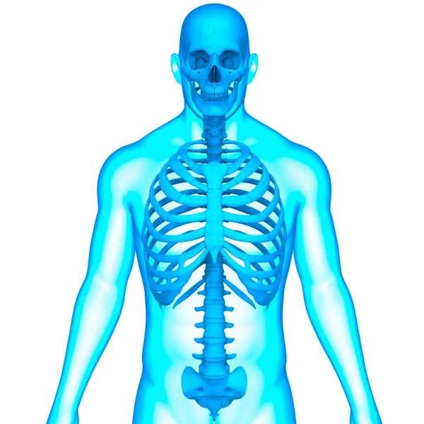 Sistema Esquelético Humano Anatomía Del Esqueleto Axial —  Fotos de Stock