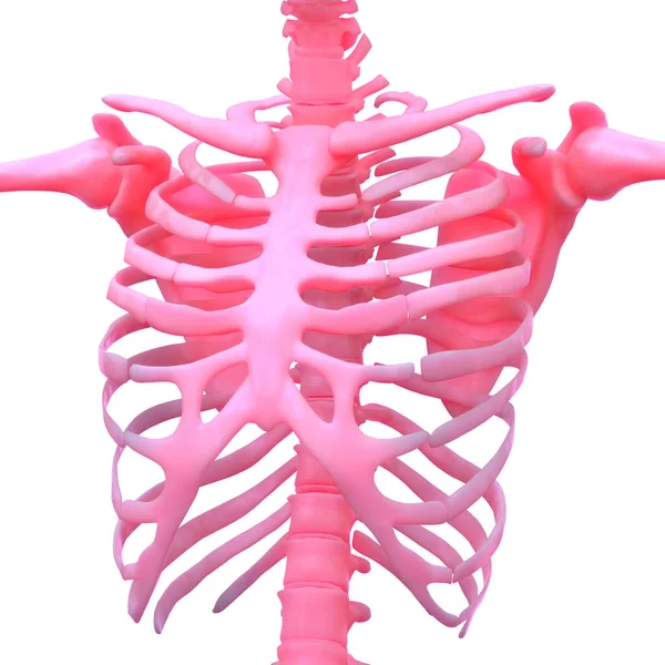 Sistema Esquelético Humano Anatomía Las Articulaciones Óseas — Foto de Stock