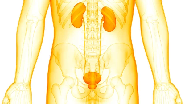 Human Urinary System Kidneys Bladder Anatomy — Stock Photo, Image