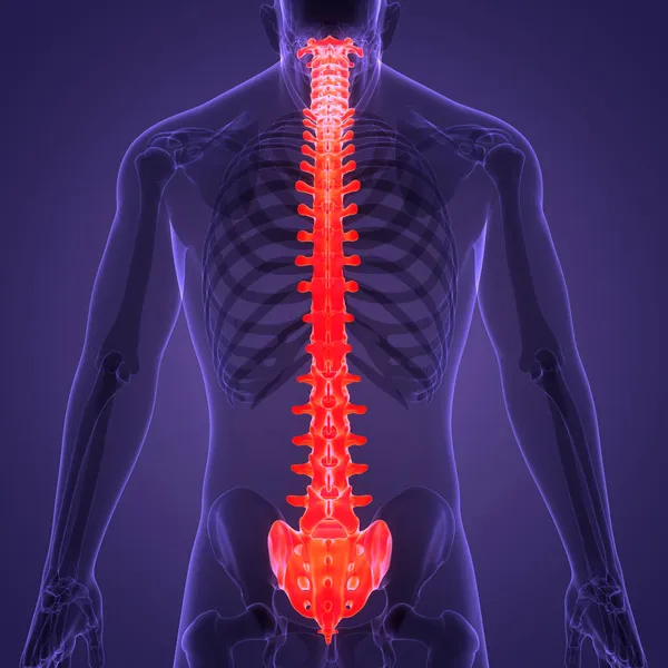 Spinal Cord Vertebral Column Human Skeleton System Anatomy — стокове фото