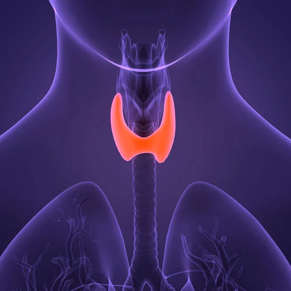 Ghiandole Del Corpo Umano Anatomia Della Ghiandola Tiroidea — Foto Stock