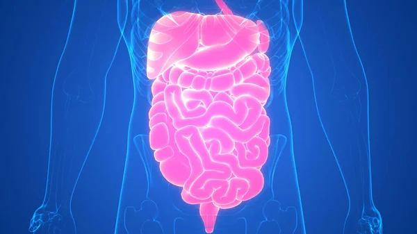 Anatomía Del Sistema Digestivo Humano — Foto de Stock