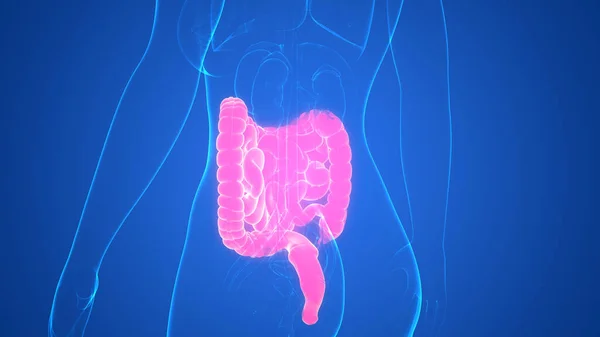 Anatomia Del Sistema Digestivo Umano — Foto Stock