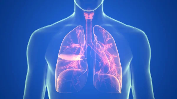 Nsan Solunum Sistemi Akciğerleri Anatomisi Boyut — Stok fotoğraf