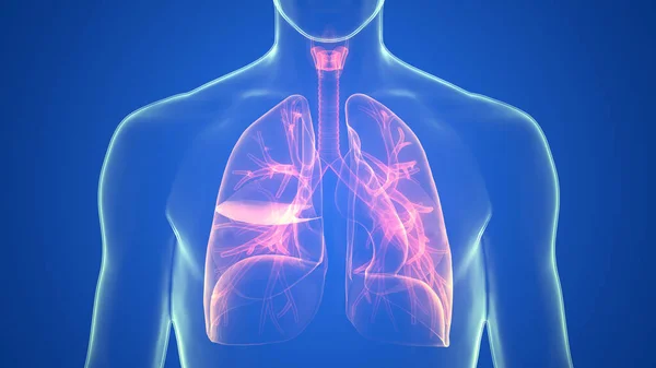 Anatomie Pulmonaire Système Respiratoire Humain — Photo