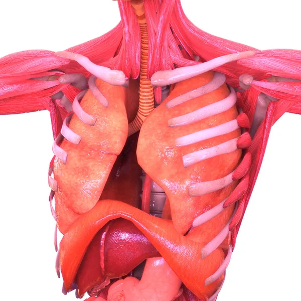 Anatomia Polmonare Del Sistema Respiratorio Umano — Foto Stock