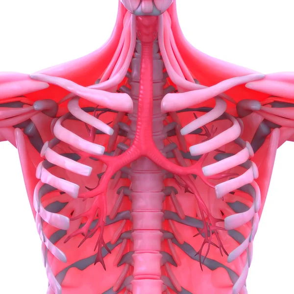 Lungor Anatomi Andningssystemet Tredimensionell — Stockfoto