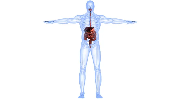 Anatomía Del Sistema Digestivo Humano —  Fotos de Stock