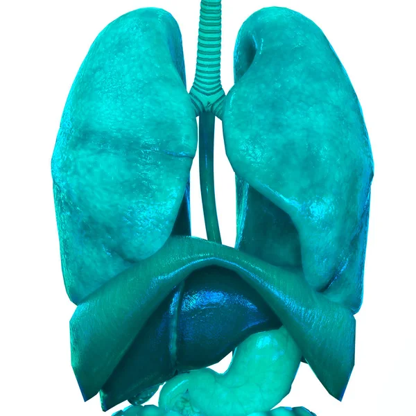 Pulmones Del Sistema Respiratorio Humano Con Anatomía Del Diafragma — Foto de Stock