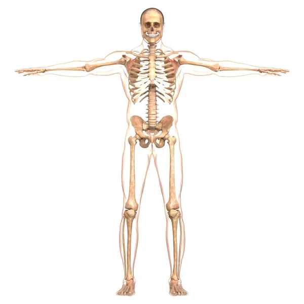 Inggris Human Skeleton System Bone Joints Anatomy — Stok Foto