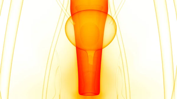 Female Reproductive System with Nervous System Anatomy. 3D