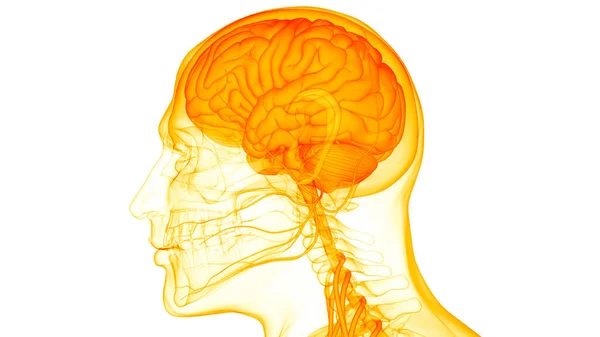 인간의 신경계 해부학 — 스톡 사진