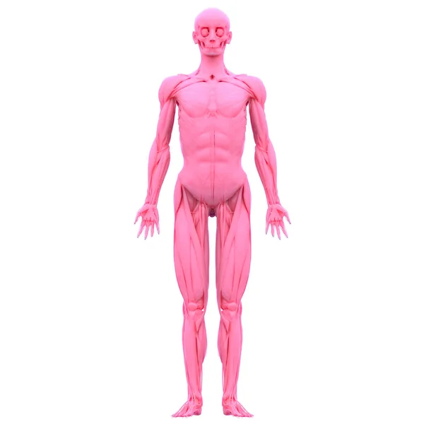 Nsan Vücut Kas Sistemi Kasları Anatomisi Boyut — Stok fotoğraf