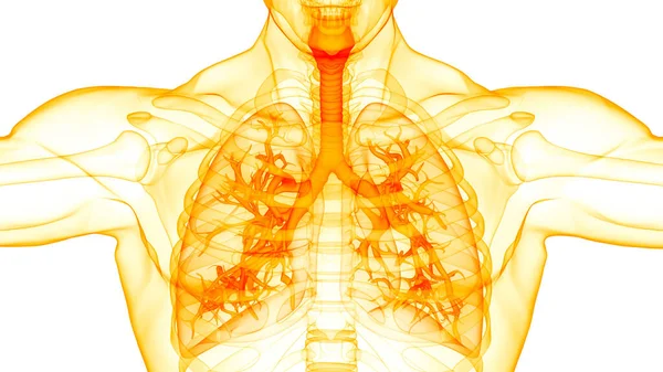 Анатомия Легких Дыхательной Системы Человека — стоковое фото