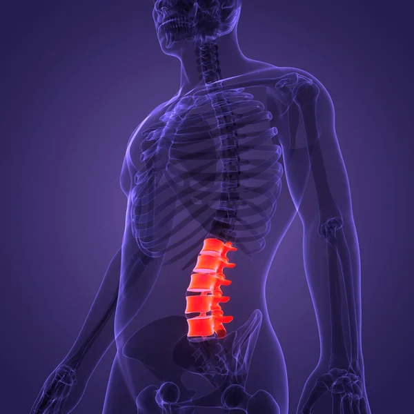 Nsan Skelet Sistemi Anatomisi Nin Omurga Omurgası Bel Omuru Omurgası — Stok fotoğraf