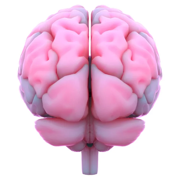 Anatomía Cerebral Del Sistema Nervioso Central Humano — Foto de Stock