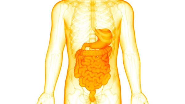 Anatomie Van Het Spijsverteringsstelsel — Stockfoto