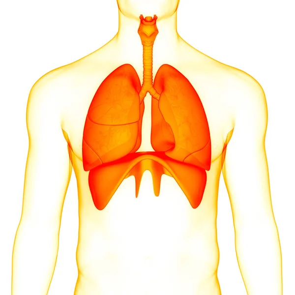 Sistema Respiratório Humano Anatomia Pulmonar — Fotografia de Stock