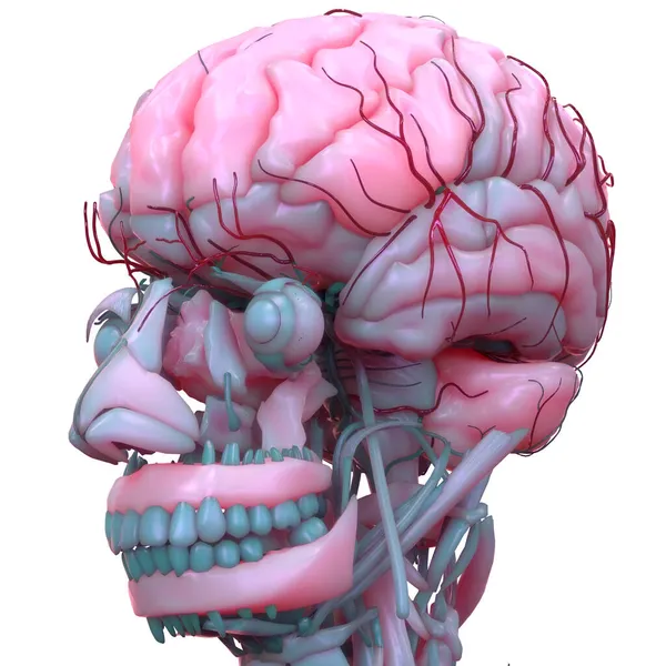 Ihmisen Keskushermoston Aivojen Anatomia — kuvapankkivalokuva