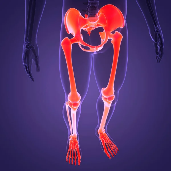 Nsan Iskelet Sistemi Alt Uzuv Eklemleri Anatomisi Boyut — Stok fotoğraf