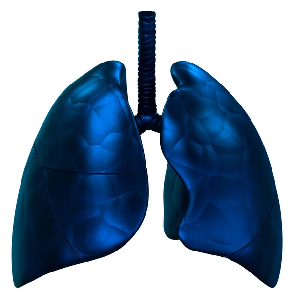 Human Respiratory System Lungs Anatomy — Stock Photo, Image