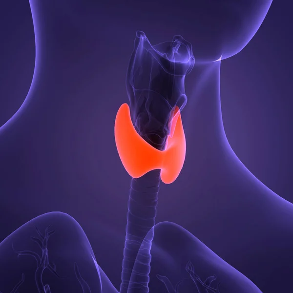 Людський Організм Glands Thyroid Gland Anatomy — стокове фото