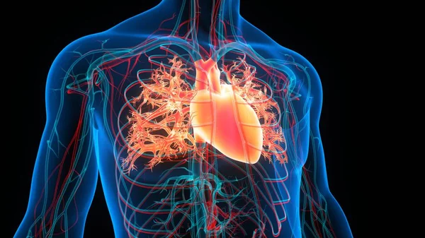 해부학 Human Circulatory System Heart Anatomy — 스톡 사진